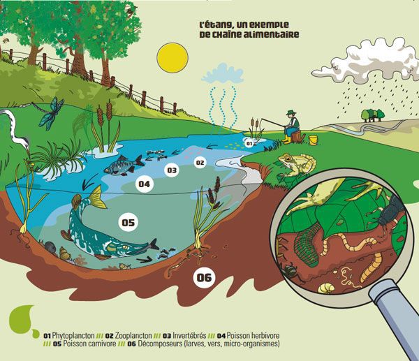 Un exemple de chaîne alimentaire.Alimentation saine : L'alimentation est à considérer dans sa globalité et l'eau y la source de vie.